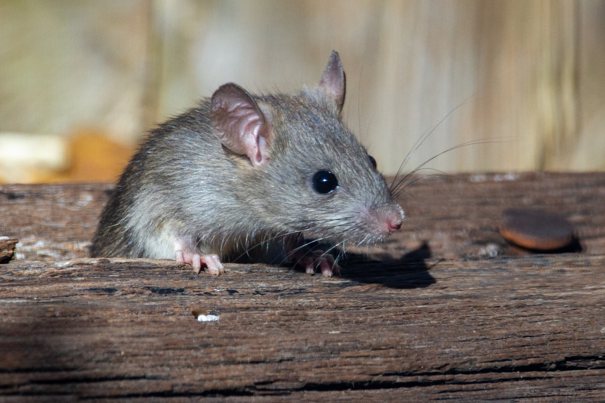 Technicien en intervention de dératisation — rats et souris