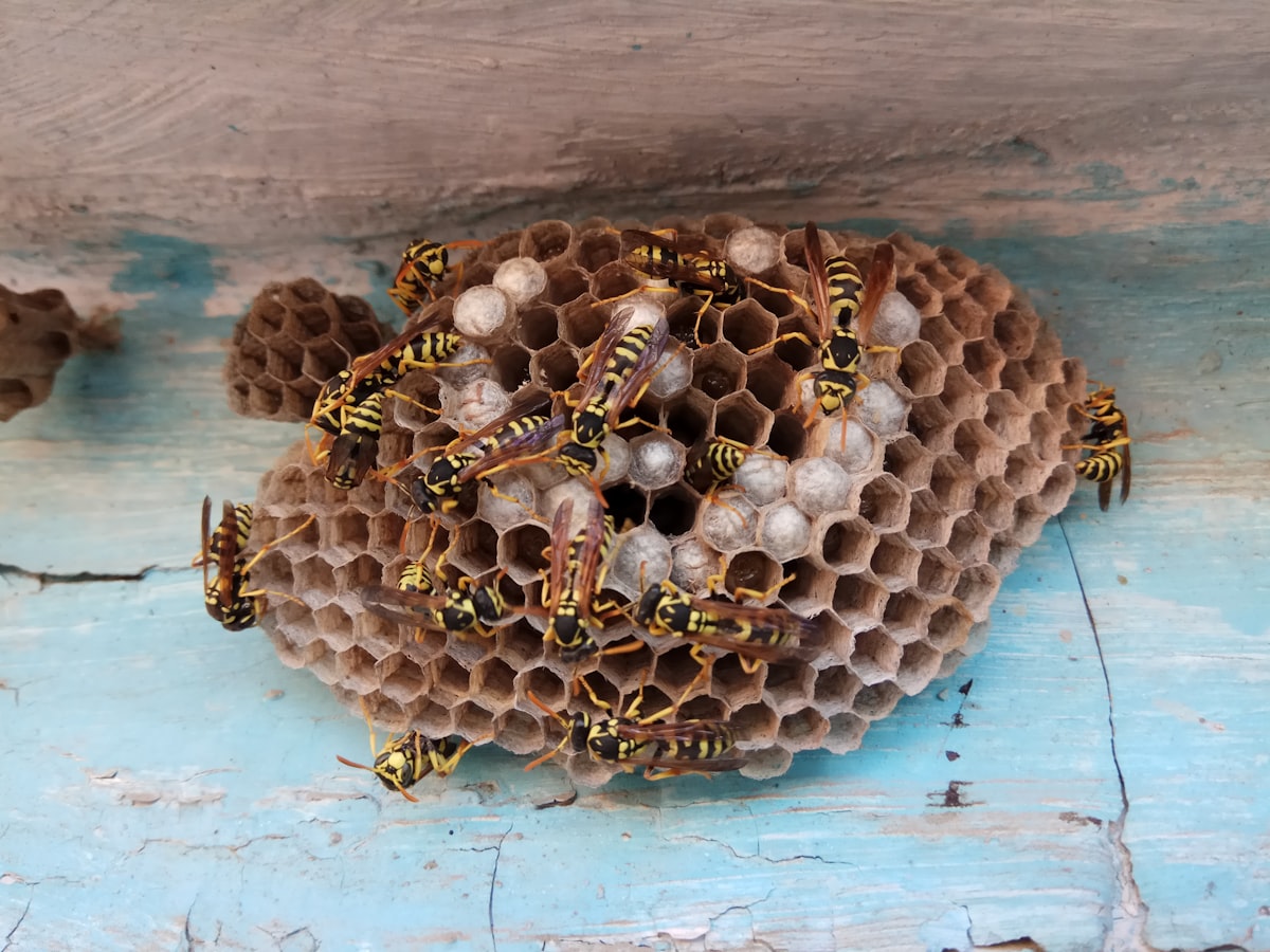 Destruction de nid de frelons et dépigeonnage